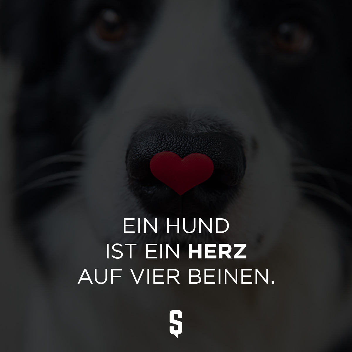 Ein Hund ist ein Herz auf vier Beinen.